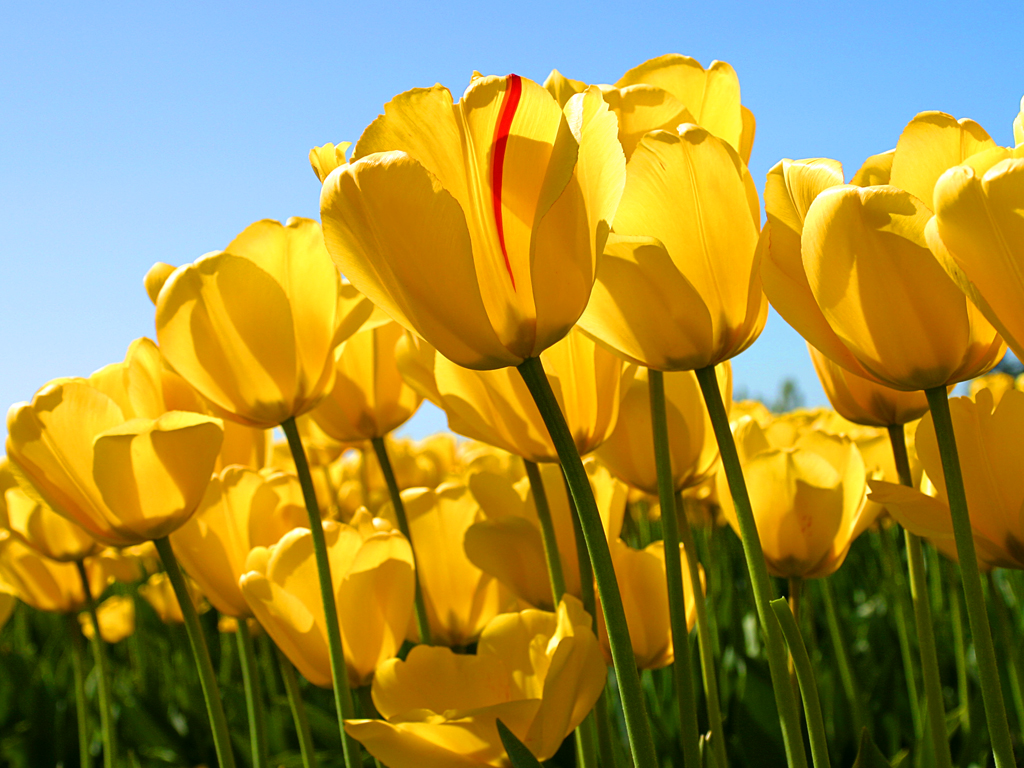 image Tulips.jpg (0.6MB)