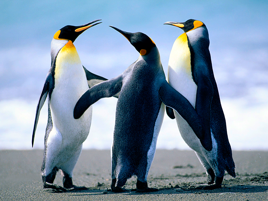 image Penguins.jpg (0.7MB)